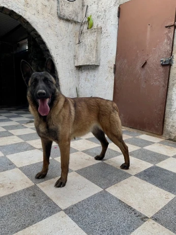 Chien Malinois femelle pure race