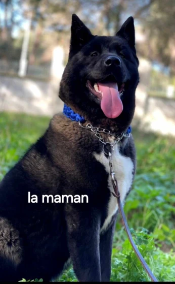 Chiot akita Américain 50jr pure race