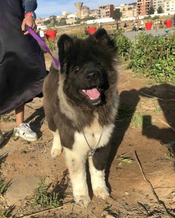 Akita American poil longue 5mois pure race