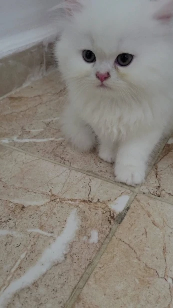 Chat person