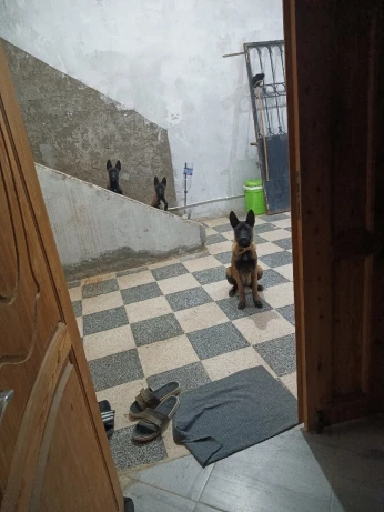 Femelle malinois 4.5 mois