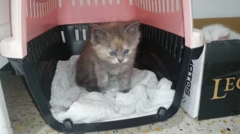 Chat persan