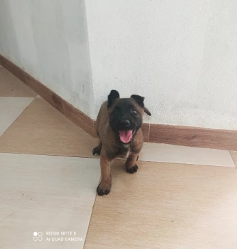 Femelle malinois l'âge 45 jour