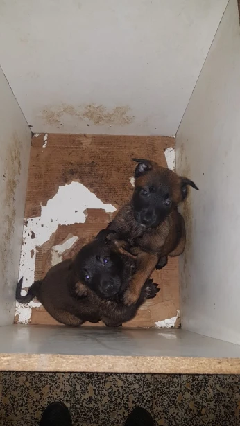 coupe malinois Charbonnet top de top à vendre