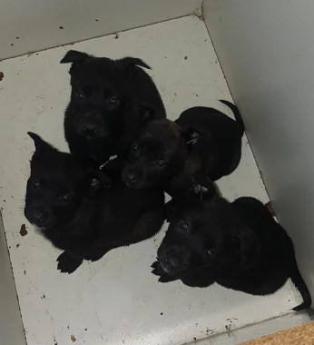 des chiot malinois bleu mexicain à vendre top âge 40 jours