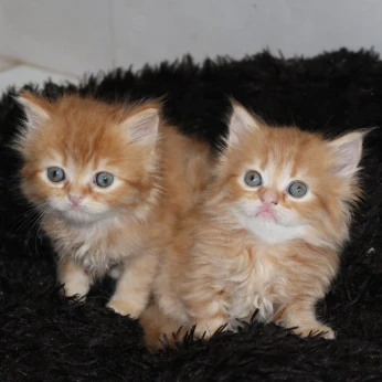 Couple persans dollface roux