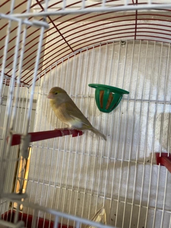 Femelle canaris