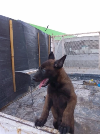 Malinois