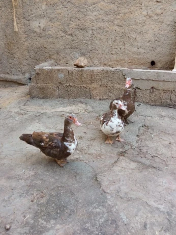 بيع بط بربري