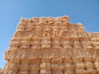 تبن جودة عالية سعر رائع