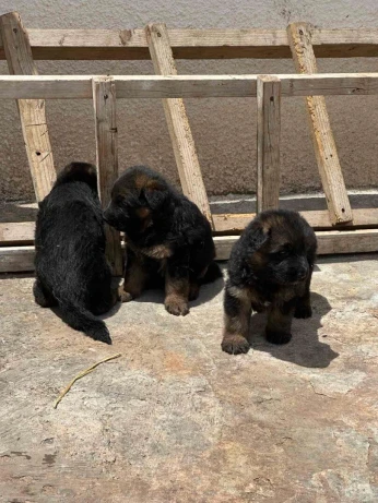 Ventes des chiens de race