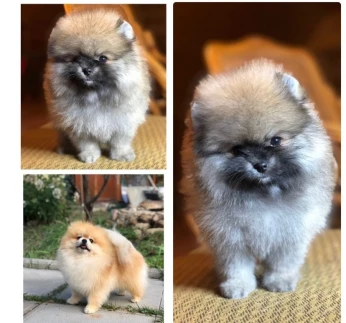 Spitz