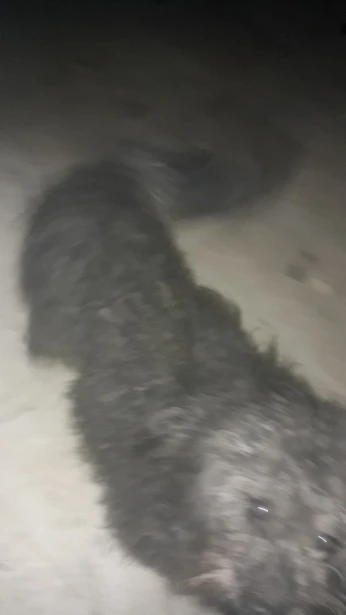 Tebeesa