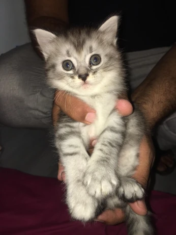 Chats persan chirazi