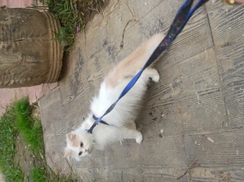 Chaton persan moonface