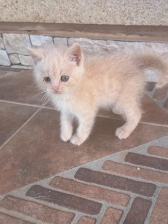 Chatons à adopter