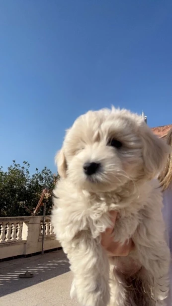 Caniche bichon maltais nais pure race