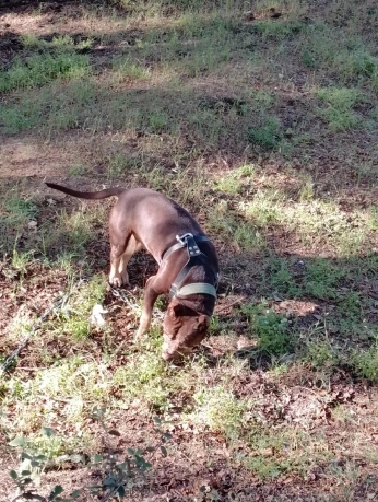 Pit bull chien