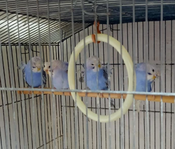4 perruches hogoromo