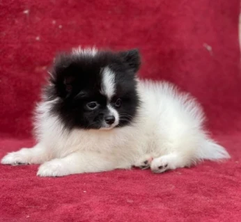 Spitz pomeranian