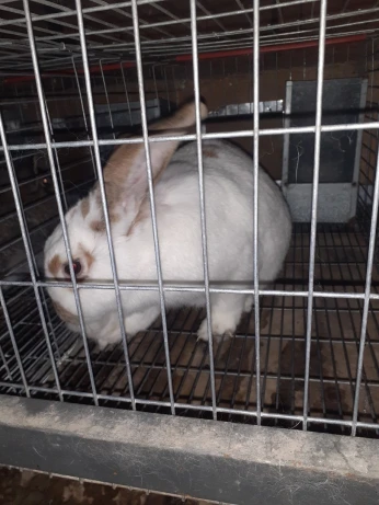 Femelles lapins