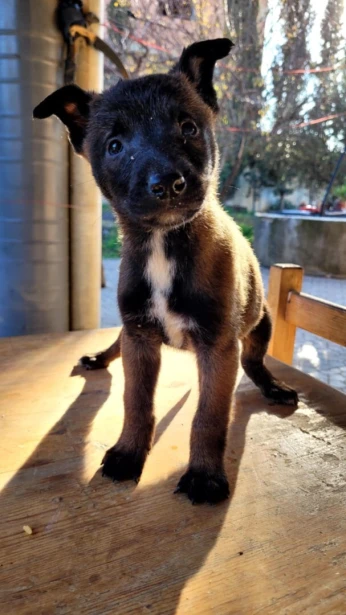 Chiot malinois charbonné femelle 
