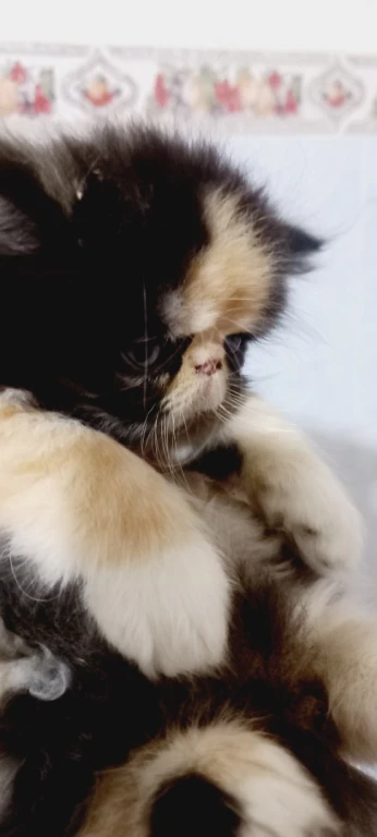 Chaton pure persan