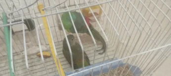Croupions