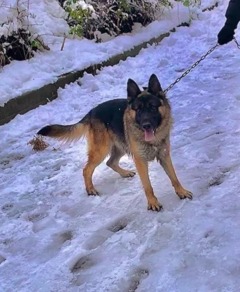Chien berger allemand