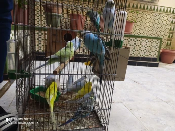 Les oiseaux puruche