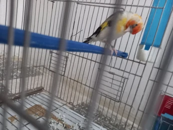 مقنين ميطاسيون تات بلونش اضافر بيضاء