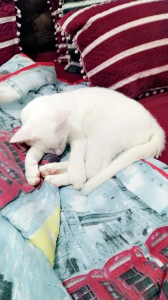 Chat angora blanc yeux bleus