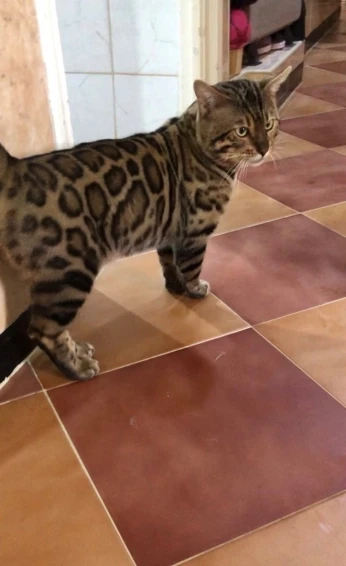 Chat de race bengal