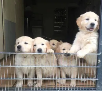 Golden retriever chiots