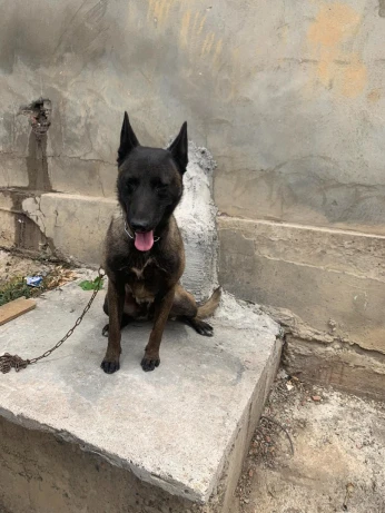 Malinois