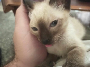 Chaton Siamois (femelle)