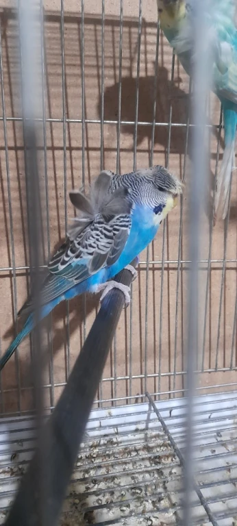 بريش هوغو