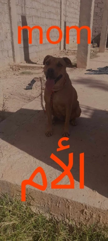 جراء بيتبول لارج