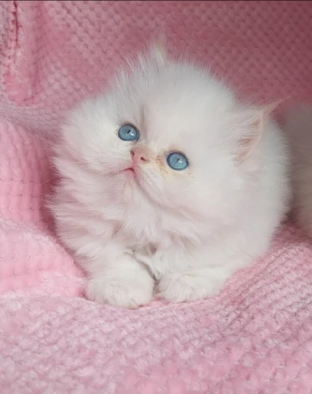 Chat persan mâle