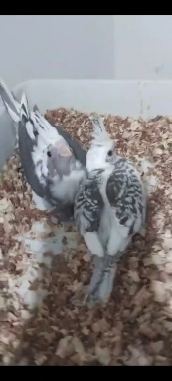 فراخ الكالوبسيت