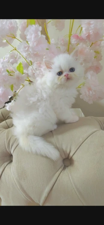Chat persan chirazi