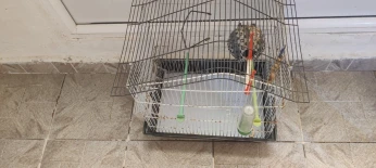 Cage oiseau