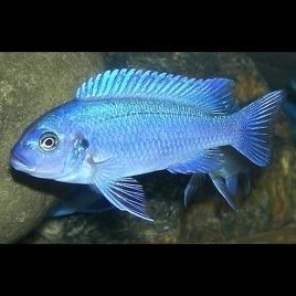 Poisson zebra bleu