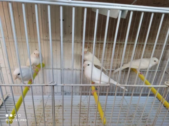 Canaris blanc dominant