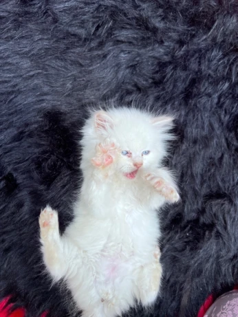 Chat persan