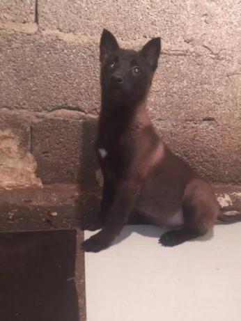 Femelle Malinois Top de Top