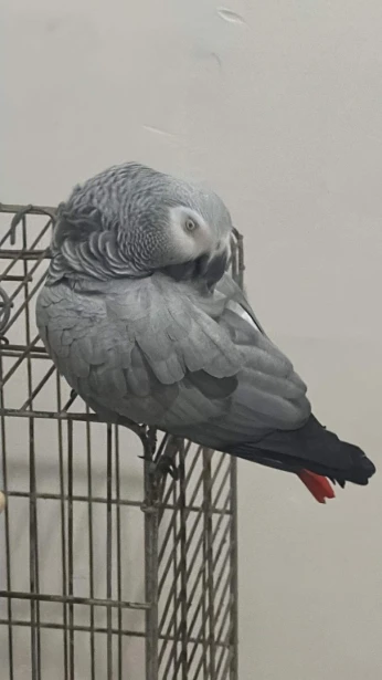 Perroquet gabonais