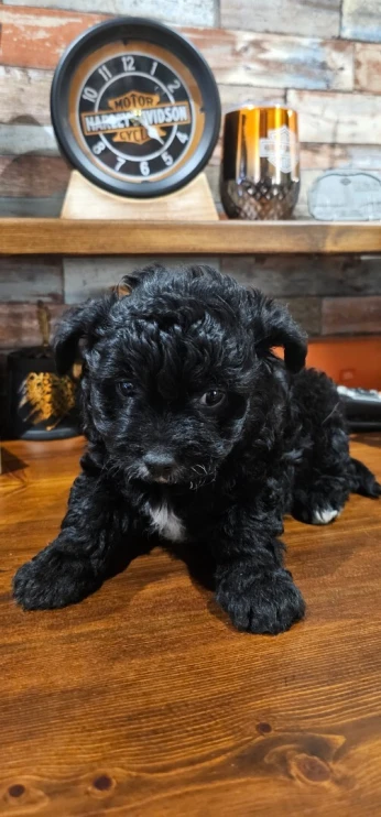 Bichon frisé