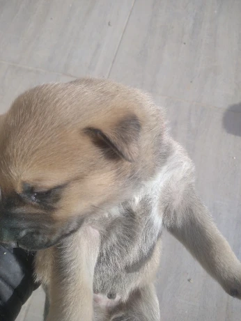 Chien Caucase