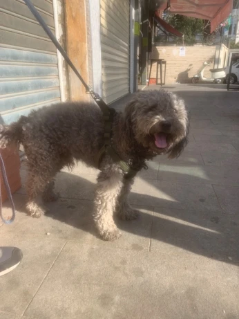 Chien a vendre